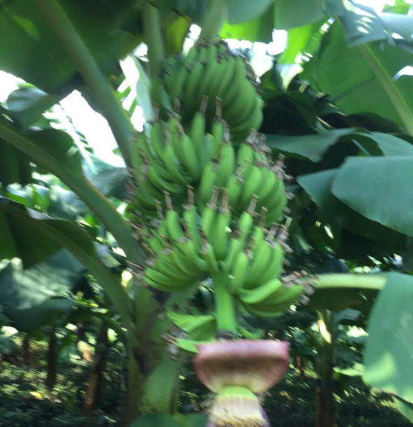 Kỹ thuật trồng chuối sạch