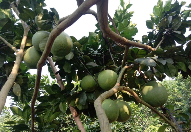 Quy trình sản xuất bưởi diễn hữu cơ