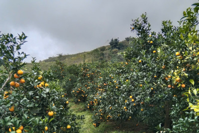 Cam tròn tép giòn Phiêng Ngân – Sản phẩm thật chất lượng cao