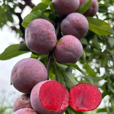 Mận hậu 